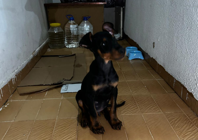 Doberman 2,5 Aylık